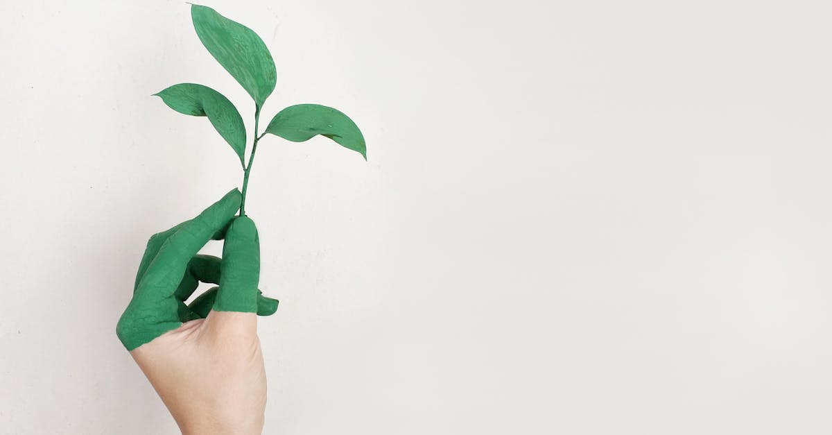 découvrez l'écologie, science essentielle pour comprendre les interactions entre les êtres vivants et leur environnement. explorez les enjeux environnementaux, la biodiversité, et les solutions pour un avenir durable.