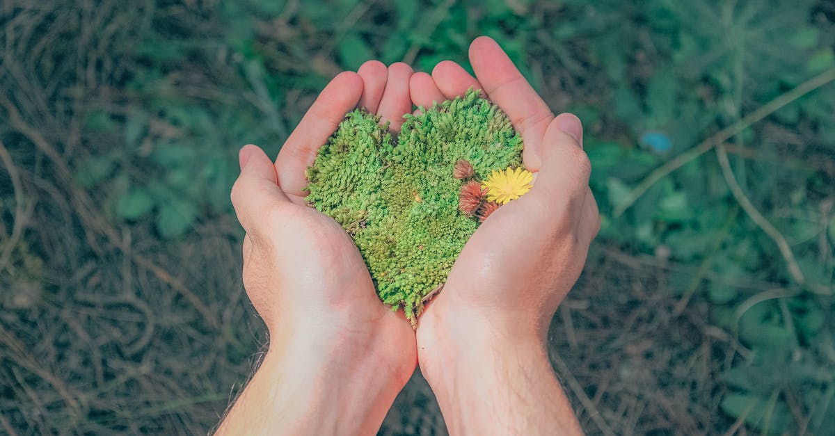 découvrez les principes et pratiques de la durabilité : comment réduire notre impact environnemental, favoriser les énergies renouvelables et vivre de manière plus responsable pour préserver notre planète pour les générations futures.