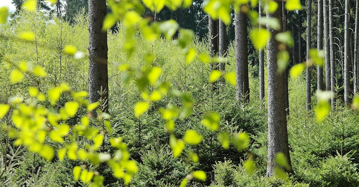 découvrez l'importance de la protection de l'environnement et les actions à entreprendre pour préserver notre planète. apprenez comment chacun peut contribuer à un avenir durable grâce à des pratiques écologiques.