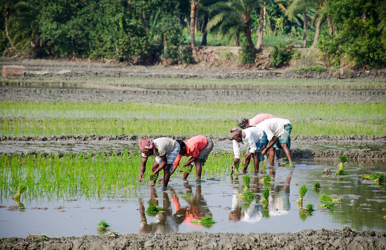 découvrez les pratiques d'agriculture durable qui préservent les ressources naturelles, favorisent la biodiversité et soutiennent une production alimentaire responsable pour les générations futures.