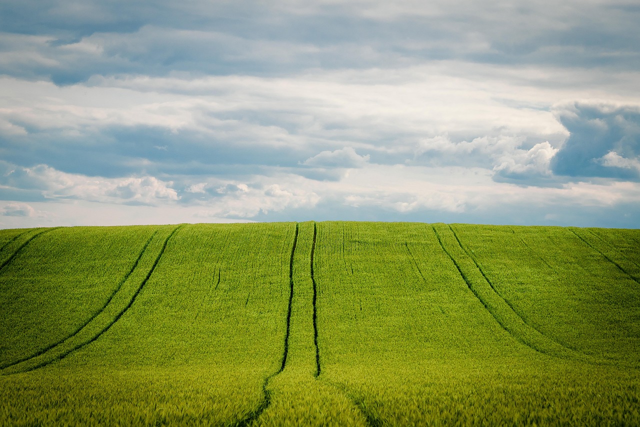 découvrez les méthodes traditionnelles et modernes de la culture de la vanille, de la plantation à la récolte, pour obtenir une vanille de qualité supérieure.