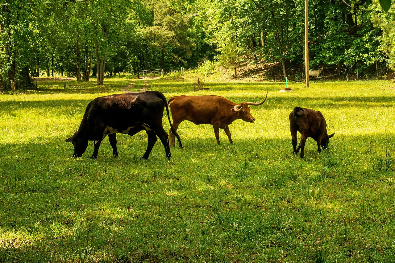 découvrez tout ce qu'il faut savoir sur l'empreinte carbone : définition, enjeux, conseils pour la réduire et impact sur l’environnement. agissez pour la planète !