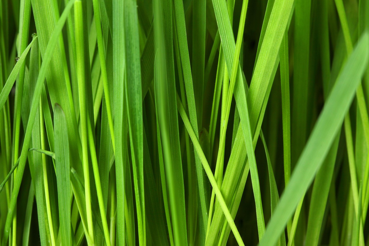 découvrez des gestes éco-responsables simples pour protéger l'environnement au quotidien et adopter un mode de vie durable.
