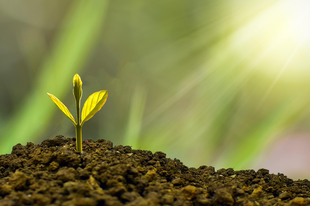découvrez comment la durabilité transforme les entreprises et la société : stratégies écologiques, innovations responsables et conseils pour adopter des pratiques durables au quotidien.