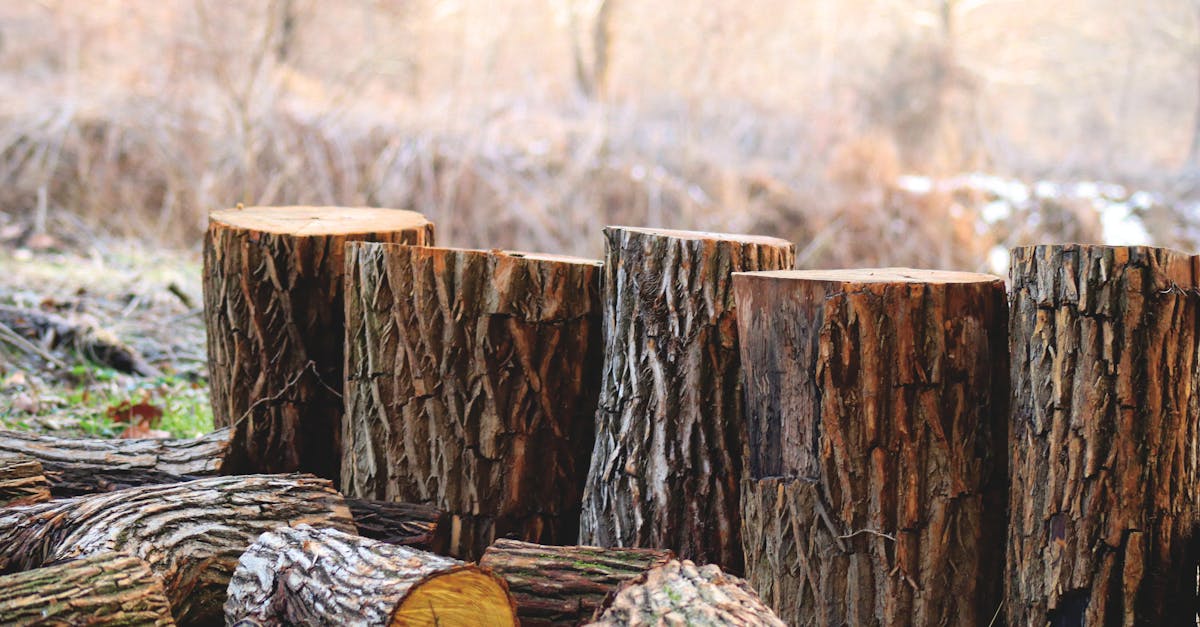 découvrez ce qu'est l'empreinte carbone, son impact sur l'environnement et comment réduire votre contribution à ce phénomène. informez-vous sur les mesures pratiques pour adopter un mode de vie plus durable et responsable.