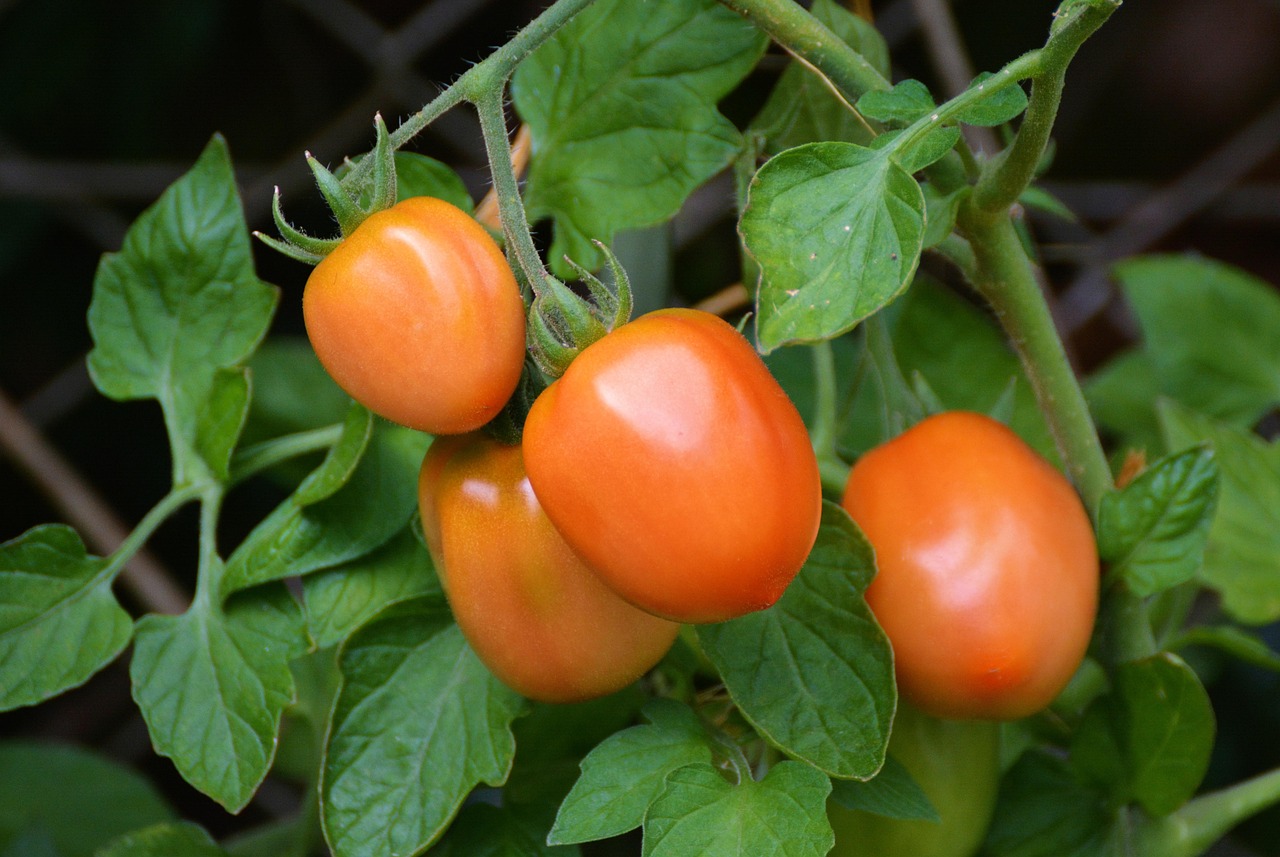 découvrez notre support pour tomates, conçu pour maintenir vos plants bien droits et favoriser une croissance optimale dans votre potager.