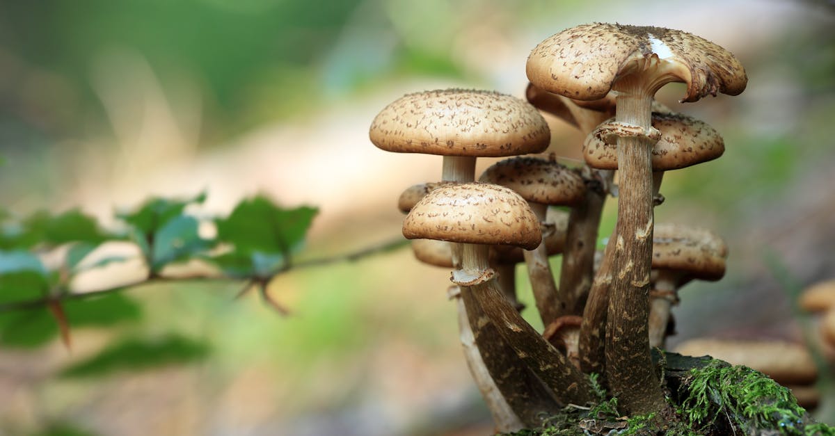 découvrez comment les forêts durables préservent notre planète, favorisent la biodiversité et soutiennent les communautés locales. apprenez les pratiques de gestion forestière respectueuses de l'environnement et leur impact positif sur l'avenir.