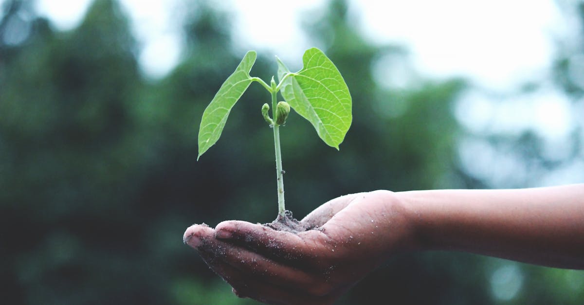 découvrez comment la durabilité transforme notre avenir, en intégrant des pratiques respectueuses de l'environnement dans notre quotidien. explorez des solutions innovantes pour une planète plus verte et apprenez à adopter un mode de vie durable.