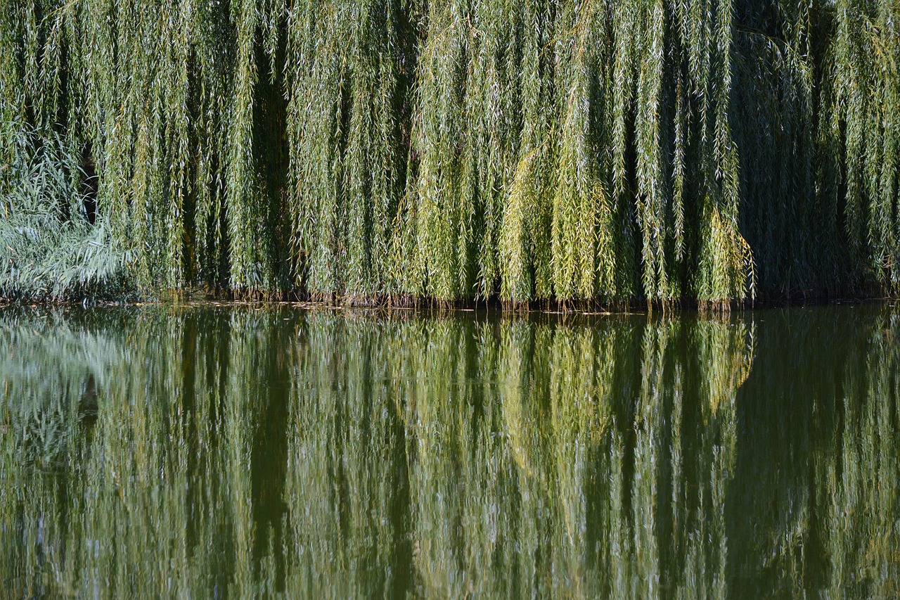 découvrez nos conseils et idées pour l'entretien des arbres et l'aménagement paysager afin de transformer votre jardin en un véritable havre de paix.