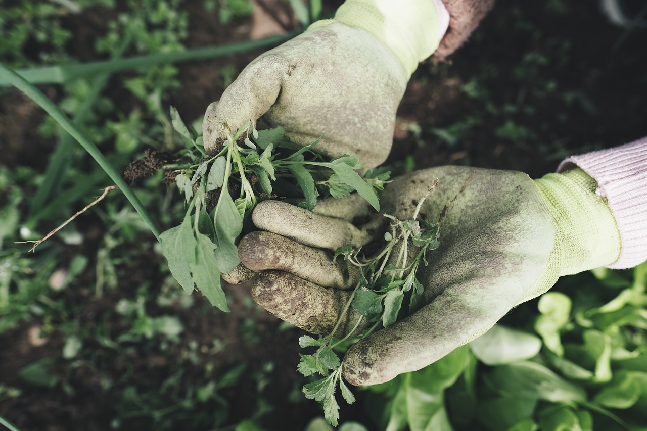 découvrez comment créer un jardin biologique sur votre balcon pour cultiver des plantes saines et naturelles, même en espace réduit.