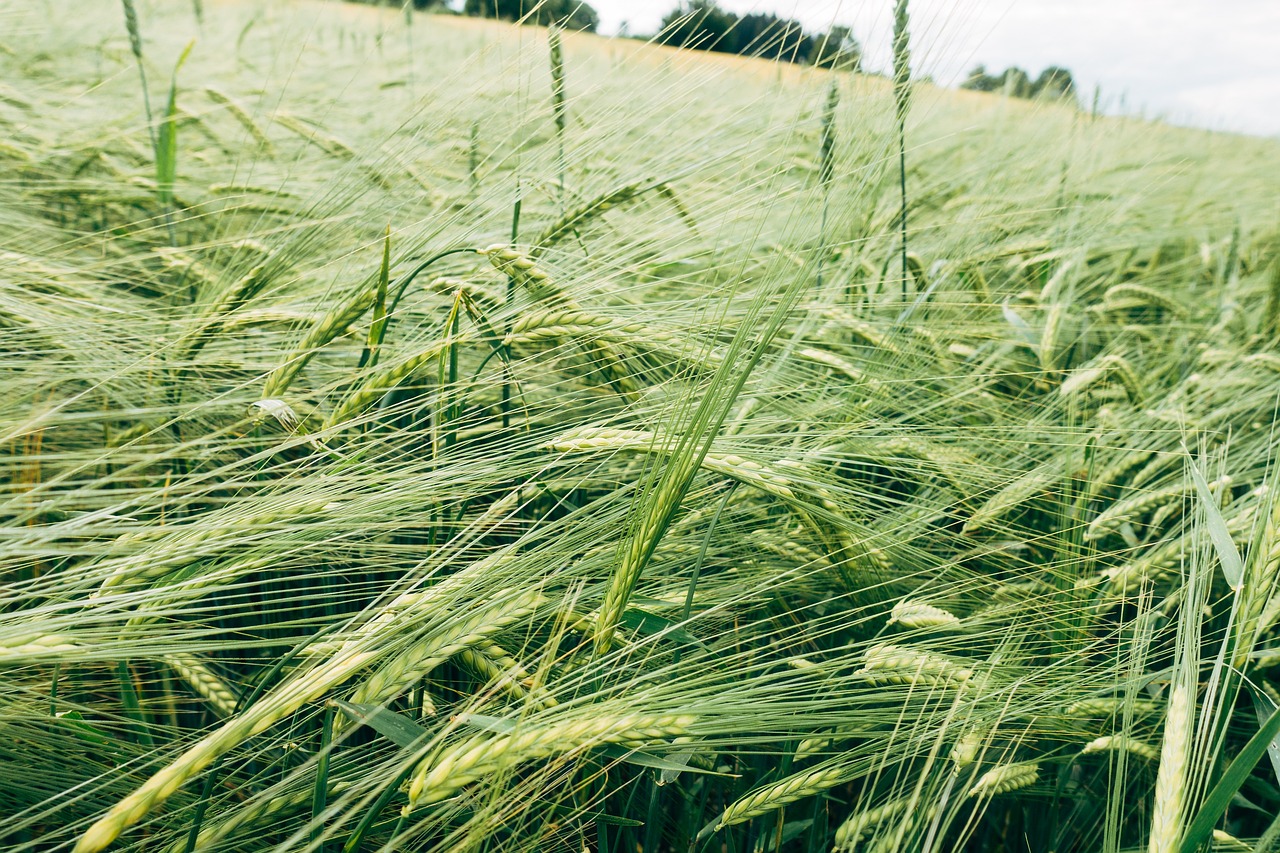 découvrez comment les subventions vertes peuvent favoriser la transition écologique et soutenir des projets durables. informez-vous sur les opportunités de financement pour promouvoir des initiatives respectueuses de l'environnement.