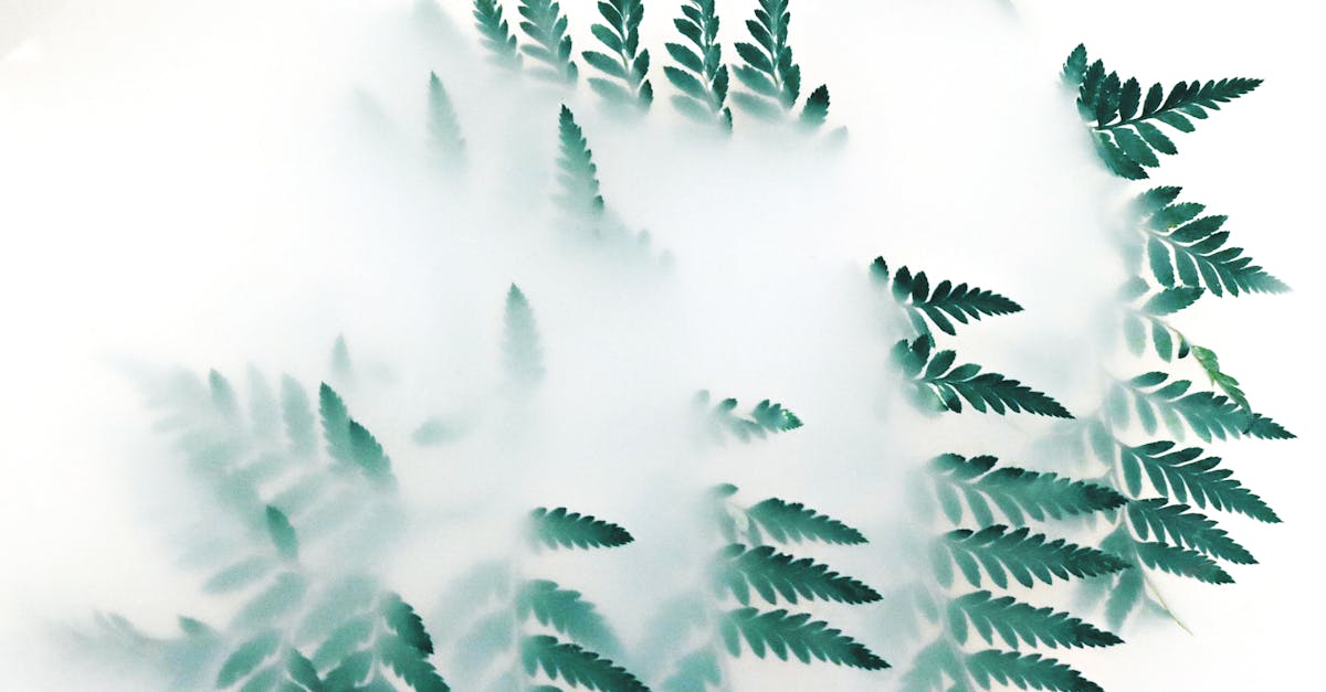 découvrez l'écologie, la science qui étudie les relations entre les êtres vivants et leur environnement. explorez les enjeux environnementaux, les initiatives durables et des conseils pratiques pour préserver notre planète.