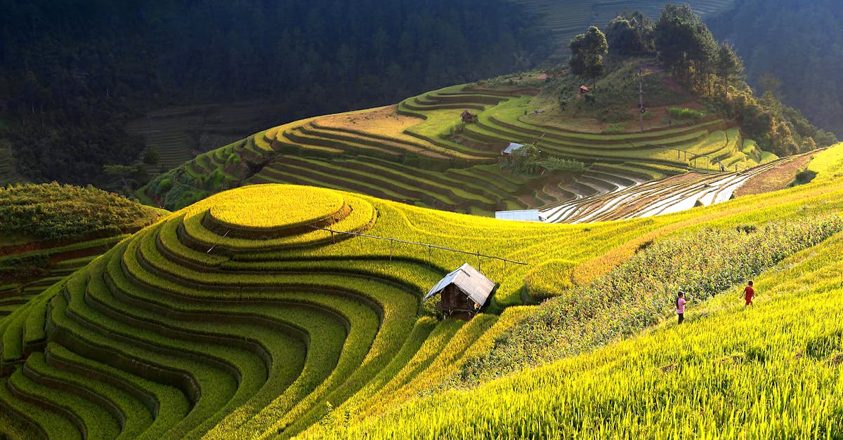découvrez l'agriculture durable, une approche qui préserve notre environnement tout en répondant aux besoins alimentaires. explorez les pratiques innovantes et respectueuses de la planète qui favorisent la biodiversité et soutiennent les communautés agricoles.