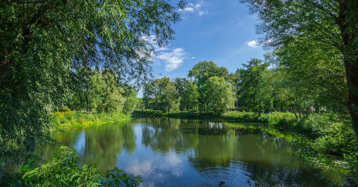 découvrez comment les forêts durables jouent un rôle essentiel dans la protection de notre environnement, la préservation de la biodiversité et la lutte contre le changement climatique. apprenez les méthodes de gestion forestière responsables qui garantissent un avenir vert pour notre planète.