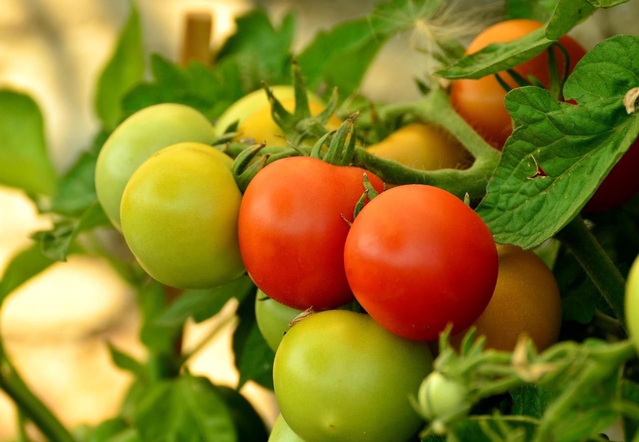 découvrez nos tuteurs à tomates robustes et faciles à utiliser pour soutenir vos plants de tomates et assurer une croissance optimale.