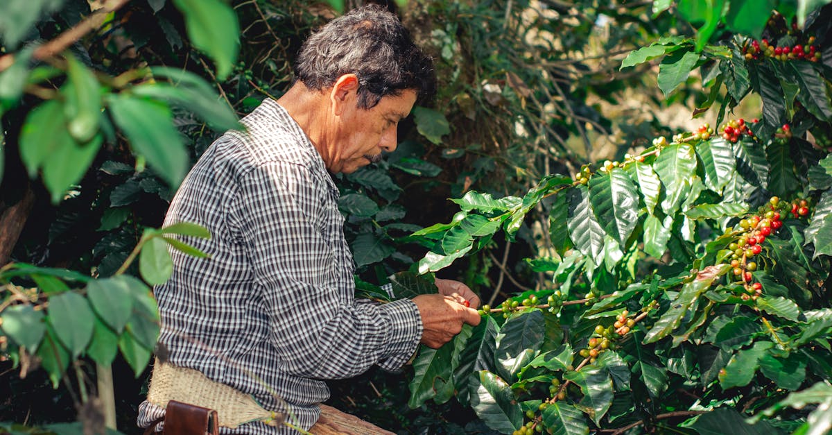 découvrez les pratiques de l'agriculture durable qui préservent l'environnement tout en soutenant la production alimentaire. apprenez comment cette approche innovante garantit un avenir plus vert et sain pour notre planète.