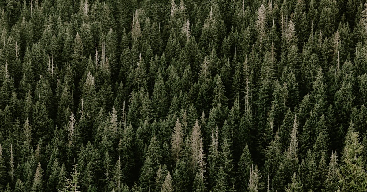 découvrez des pratiques d'approvisionnement durable qui respectent l'environnement et soutiennent les communautés locales. adoptez une consommation responsable et participez à la préservation de notre planète tout en garantissant la qualité de vos produits.