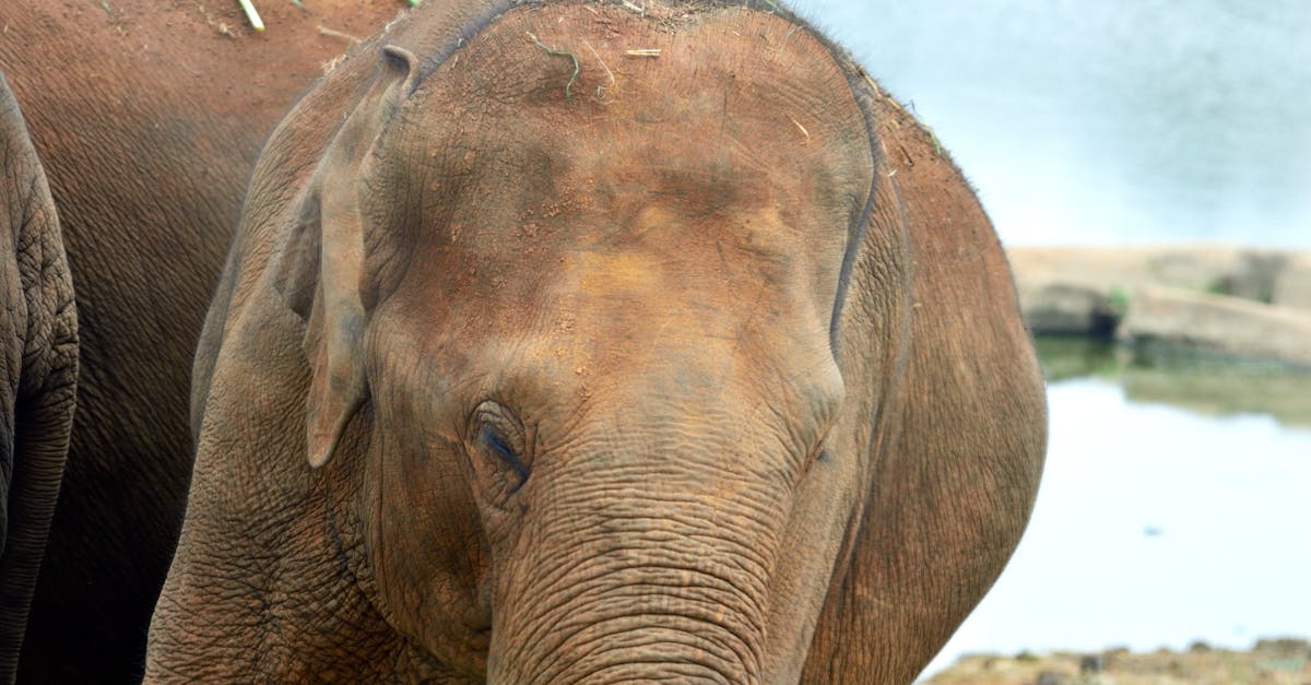 découvrez l'importance de la conservation dans notre monde moderne. apprenez les différentes méthodes et stratégies pour préserver la biodiversité, protéger les écosystèmes et assurer un avenir durable pour les générations à venir.