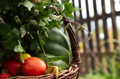 Adieu tuteur à tomates : en 2026, les jardiniers futés adoptent cet objet délaissé pour leurs plantations…