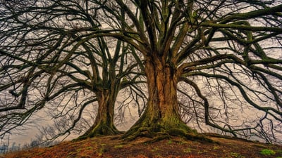 Préserver les forêts anciennes : un défi mondial entre succès et obstacles, du Brésil à l’Indonésie