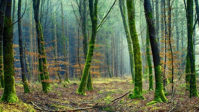 « Climat », « vert », « nature » : pourquoi ces mots semblent avoir disparu et comment la BPI continue de les promouvoir